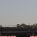 10_15-mast.jpg