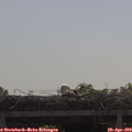 10_20-mast.jpg