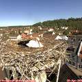 10_20-nest.jpg