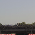 10_25-mast.jpg
