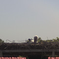 10_30-mast.jpg