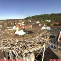 10_30-nest.jpg