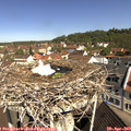 10_35-nest.jpg