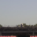 10_40-mast.jpg