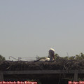 10_45-mast.jpg
