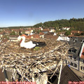 10_45-nest.jpg