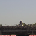 10_50-mast.jpg