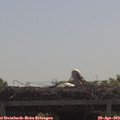 10_55-mast.jpg