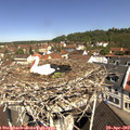 10_55-nest.jpg