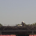 11_00-mast.jpg