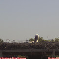11_05-mast.jpg