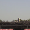 11_10-mast.jpg