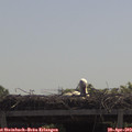 11_15-mast.jpg