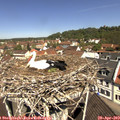 11_20-nest.jpg