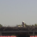 11_25-mast.jpg