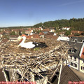 11_25-nest.jpg