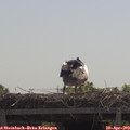 11_30-mast.jpg