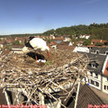 11_30-nest.jpg