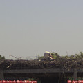 11_35-mast.jpg