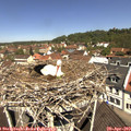 11_35-nest.jpg