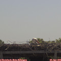 11_40-mast.jpg