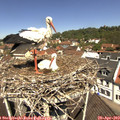 11_45-nest.jpg