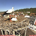 11_50-nest.jpg
