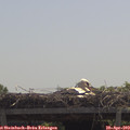11_55-mast.jpg