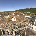 11_55-nest.jpg
