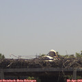 12_00-mast.jpg