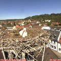 12_00-nest.jpg