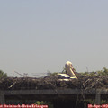 12_05-mast.jpg