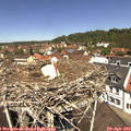 12_05-nest.jpg
