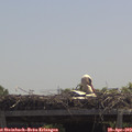 12_10-mast.jpg