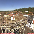 12_10-nest.jpg