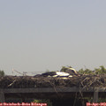12_15-mast.jpg