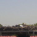 12_20-mast.jpg