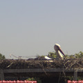 12_25-mast.jpg