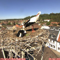 12_30-nest.jpg