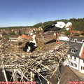 12_35-nest.jpg