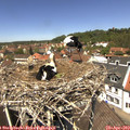 12_40-nest.jpg