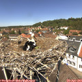 12_55-nest.jpg