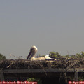 13_00-mast.jpg