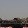 13_05-mast.jpg