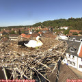 13_10-nest.jpg