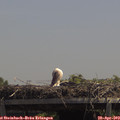 13_15-mast.jpg
