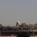 13_20-mast.jpg