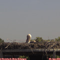 13_30-mast.jpg