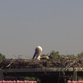 13_40-mast.jpg