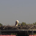13_50-mast.jpg